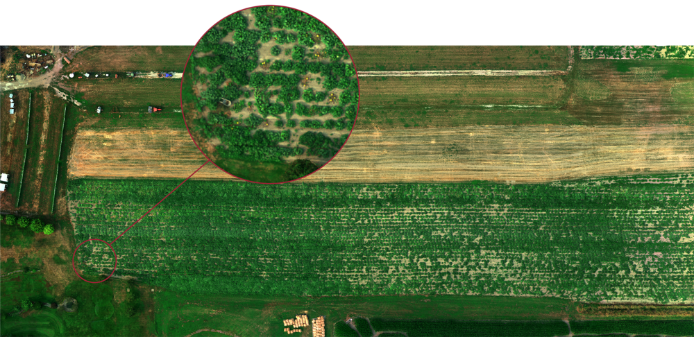 Micasense Altum多光譜/熱成像/RGB三合一遙感相機(jī),三合一的多光譜兼熱成像相機(jī),Altum是新型的革命三合一的多光譜兼熱成像相機(jī)--包含多光譜、熱成像、RGB，這款相當(dāng)于該集團(tuán)公司的新一代產(chǎn)品，技術(shù)更加先進(jìn)、搭載更加靈活。DLS2是新的光照傳感器，將DLS和GPS集成在一起，擁有先進(jìn)的輻照和太陽角度測量技術(shù)，它提供更準(zhǔn)確、可靠的數(shù)據(jù)，大大減少了后期處理的需要，大大提高了輻射測量精度，對(duì)于無人機(jī)的設(shè)置和搭載更加方便。